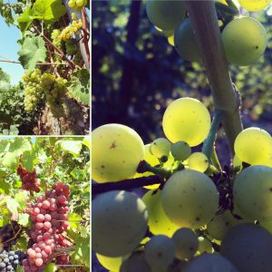 Die Weinlese begann mit wunderschönen Müller Thurgau Trauben 