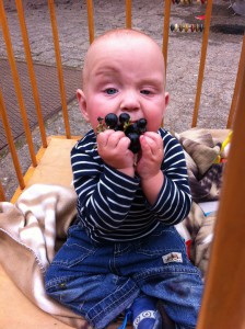 Unser Paul war letzte Woche noch ein wenig skeptisch mit der Reife der Beeren. 