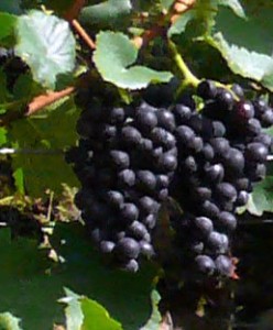 reife Trauben am Weinstock